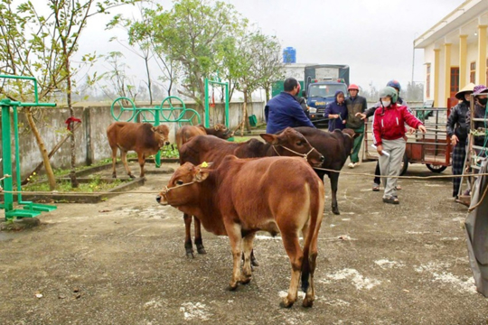 Xã Lộc Hà: Trao 36 con bò sinh kế cho các gia đình khó khăn