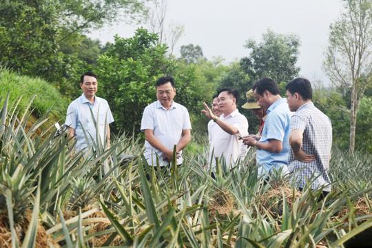 Phó Chủ tịch UBND tỉnh khảo sát mô hình trồng dứa liên kết 