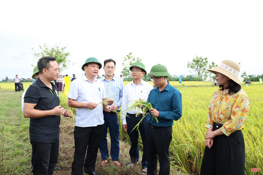Vụ lúa xuân ở Hà Tĩnh thắng lợi khẳng định hiệu quả tái cơ cấu nông nghiệp