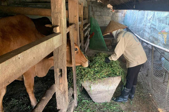 Hà Tĩnh: Người chăn nuôi siết chặt phòng dịch, đảm bảo nguồn cung dịp Tết