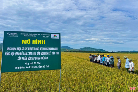 Lúa hữu cơ theo quy trình Quế Lâm mở hướng sản xuất "xanh" tại Hà Tĩnh