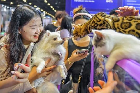 Lý do mèo trở thành 'thú cưng quốc dân' tại các đô thị Đông Á 