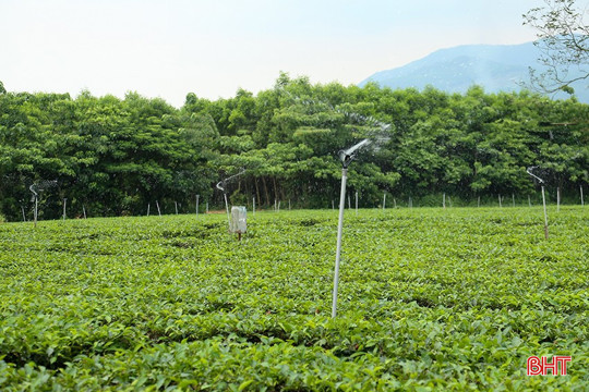 Xem người dân Hà Tĩnh chống hạn cho cây chè