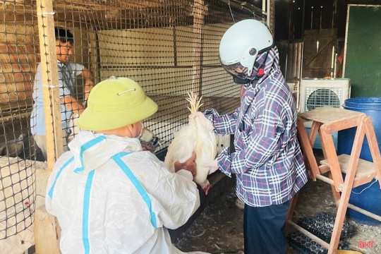 Kiểm soát chặt chẽ, không chủ quan với dịch cúm gia cầm 