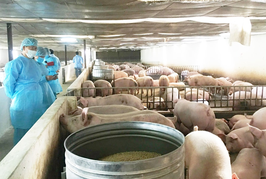 Hà Tĩnh chủ động phòng, chống dịch bệnh gia súc, gia cầm năm 2026