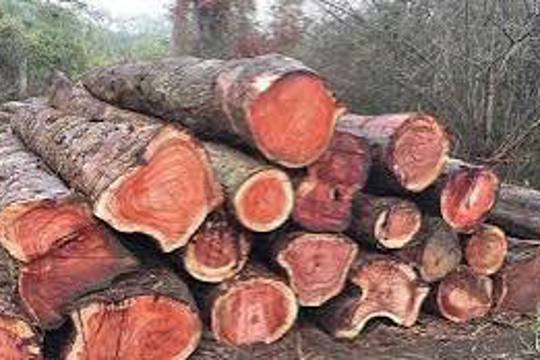 Hạt kiểm lâm Hương Sơn thông báo điều chuyển hơn 11 m³ gỗ tịch thu phục vụ  xây dựng trụ sở, trang thiết bị làm việc và các công trình công cộng phục vụ dân sinh 