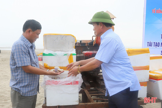Thả ngao tím góp phần phục hồi nguồn lợi thủy sản ven biển