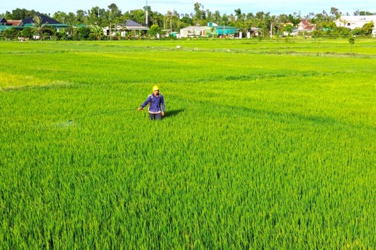 Chủ tịch UBND tỉnh Hà Tĩnh ra Công điện yêu cầu tập trung phòng trừ dịch hại lúa vụ Hè Thu 2026