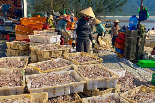 Ngư dân Hà Tĩnh trúng đậm mùa biển đầu năm