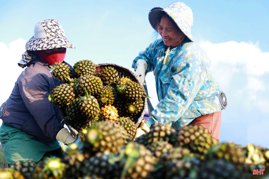 Trồng dứa liên kết mở hướng phát triển kinh tế nông nghiệp tại Hà Tĩnh 