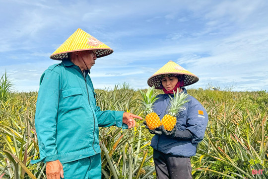 Hà Tĩnh phát triển vùng dứa nguyên liệu theo chuỗi liên kết bền vững