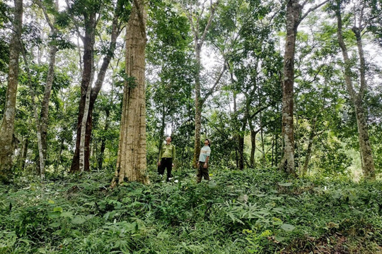 Bảo vệ rừng đi đôi với phát triển sinh kế bền vững ở Hà Tĩnh 
