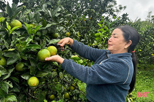 Phát huy hiệu quả các mô hình kinh tế, tạo động lực phát triển bền vững