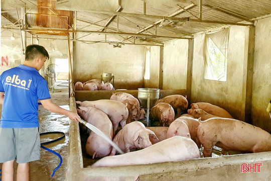 An toàn sinh học, lợi ích "kép” cho chăn nuôi nông hộ