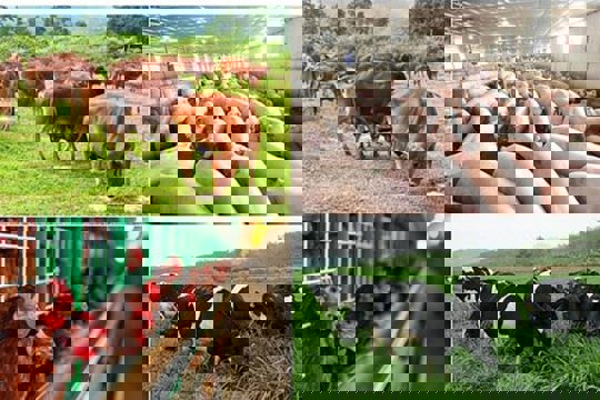 Quy định mức hỗ trợ khắc phục dịch bệnh động vật trên địa bàn tỉnh Hà Tĩnh