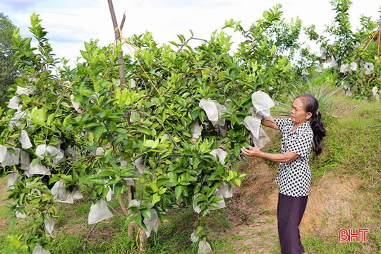  Cam sai quả, kỳ vọng đón mùa vàng