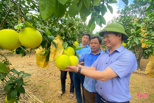 Bưởi Phúc Trạch hữu cơ, sản xuất liên kết “đắt” khách, giá bán cao 