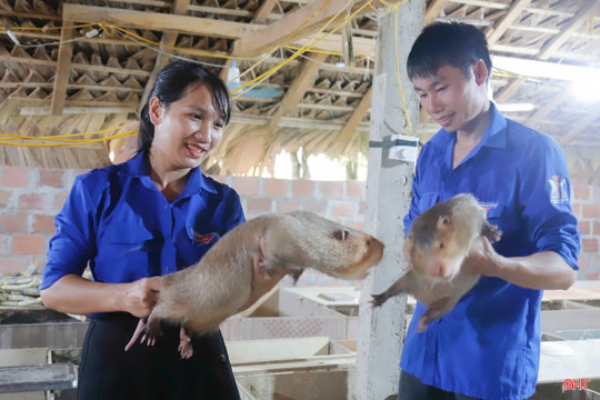 Phát triển các mô hình kinh tế thanh niên cho giá trị cao