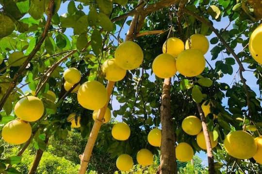 Ứng dụng công nghệ sinh học, nâng giá trị nông nghiệp Hà Tĩnh
