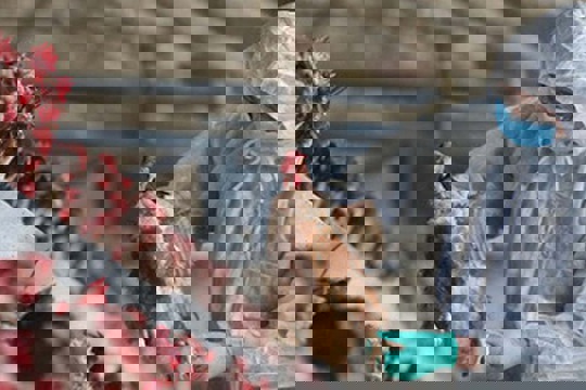  Chủ động triển khai, thực hiện các biện pháp cấp bách phòng, chống dịch Cúm gia cầm 