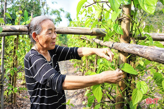 Làng "trầu tiến vua" ở Hà Tĩnh gượng dậy chờ vụ Tết 