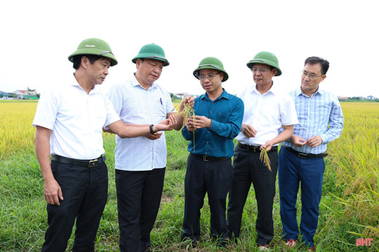Khẩn trương triển khai các biện pháp khắc phục, giảm thiểu thiệt hại đối với diện tích lúa xuân bị ngã đổ 