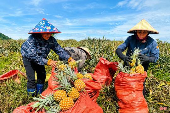 Phát triển vùng nguyên liệu dứa ở Hà Tĩnh: Liên kết phải gắn với trách nhiệm!