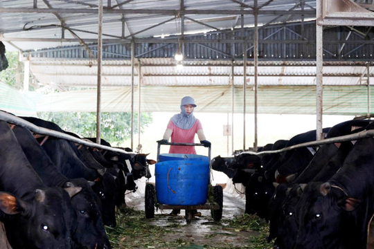 Chủ động chăm sóc đàn vật nuôi, sẵn sàng nguồn cung dịp Tết