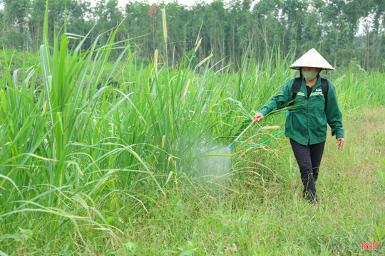 Hà Tĩnh chủ động kiểm soát, không để bùng phát dịch châu chấu tre 