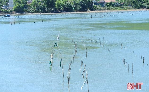 Giăng cọc chiếm lòng sông Rác khai thác hàu gây cản trở thuyền bè đánh bắt thủy sản