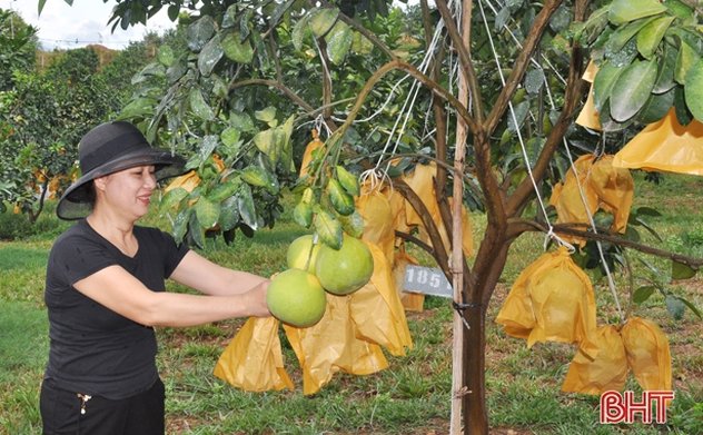 Hà Tĩnh có trang trại bưởi đầu tiên đạt chứng nhận GlobalGAP 