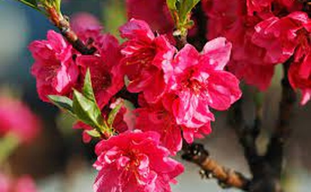 Chỉ thị của Ban Bí thư về việc tổ chức Tết Quý Mão năm 2023 