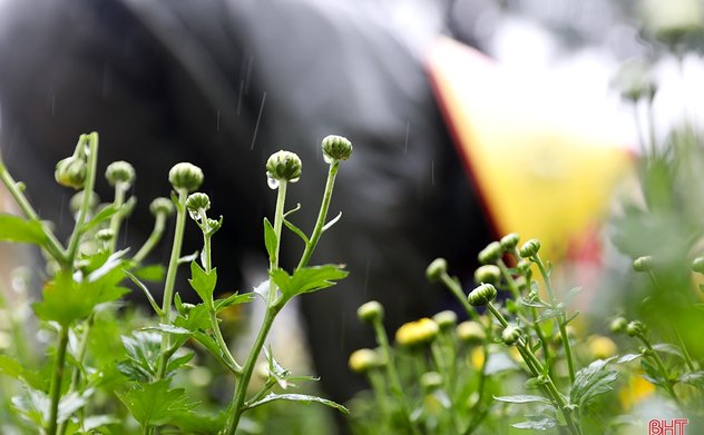 Ảnh hưởng không khí lạnh, Hà Tĩnh mưa rét