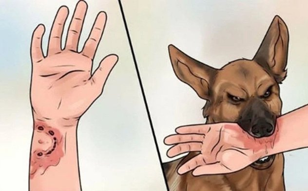 Ca tử vong do bệnh dại gia tăng, Bộ Y tế khuyến cáo cách phòng chống 