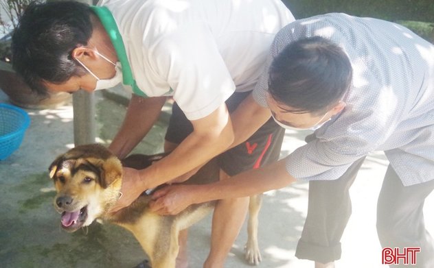 Không chủ quan khi bị chó, mèo cắn, cào cấu