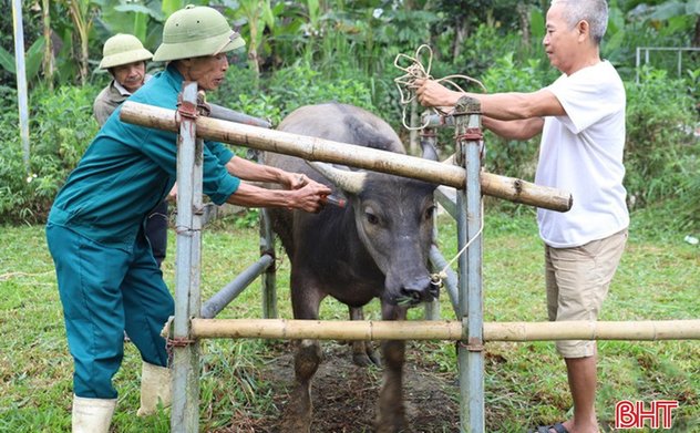 Sắp hết hạn tiêm phòng, tỷ lệ gia súc, gia cầm được tiêm còn thấp 