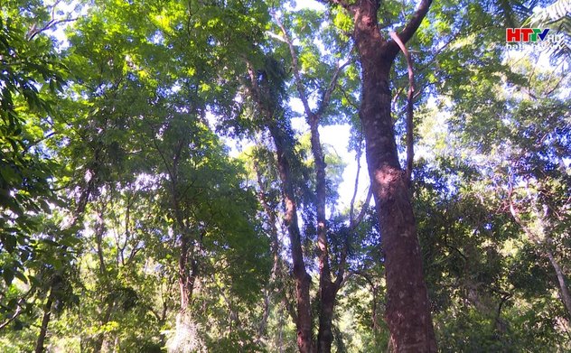 Trồng rừng cây bản địa đem lại hiệu quả cao 