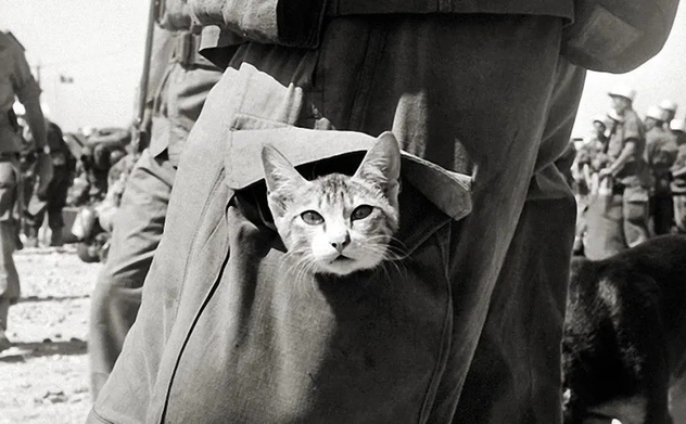 Những 'chiến sĩ mèo' trên tiền tuyến