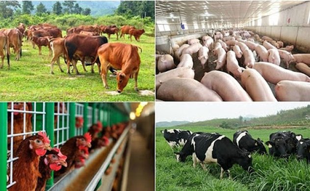 Nhiều chính sách hỗ trợ phát triển chăn nuôi