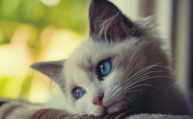 Phát hiện mới của giới khoa học: Mèo cũng biết buồn như con người 