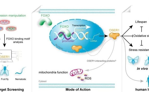 Các nhà khoa học Trung Quốc phát hiện gen mới điều chỉnh tuổi thọ