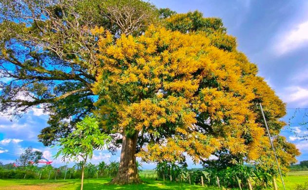 Cây trôi khoảng 800 tuổi ở Hà Tĩnh được công nhận cây di sản Việt Nam 