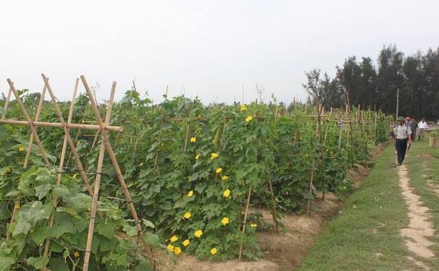 Đảm bảo các điều kiện để sản xuất vụ Đông 2024 đạt kết quả cao