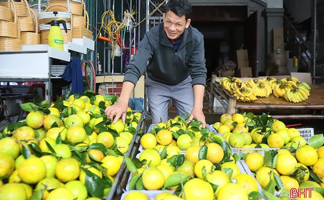 Cam Hà Tĩnh vào chính vụ thu hoạch, nhà vườn liên tục "chốt đơn"