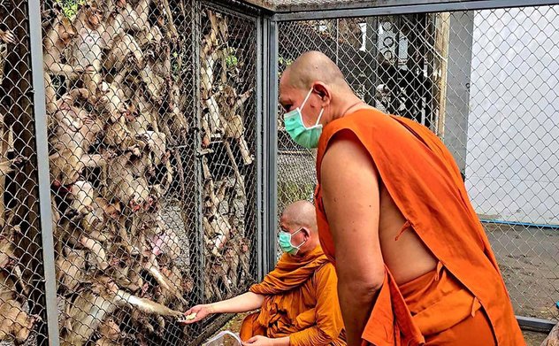 Đàn khỉ sổng chuồng gây náo loạn đồn cảnh sát 