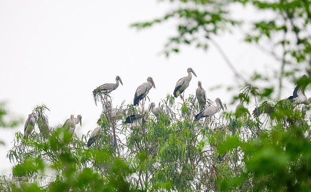 Hà Tĩnh hướng dẫn triển khai các hoạt động  hưởng ứng Ngày Quốc tế đa dạng sinh  học năm 2025