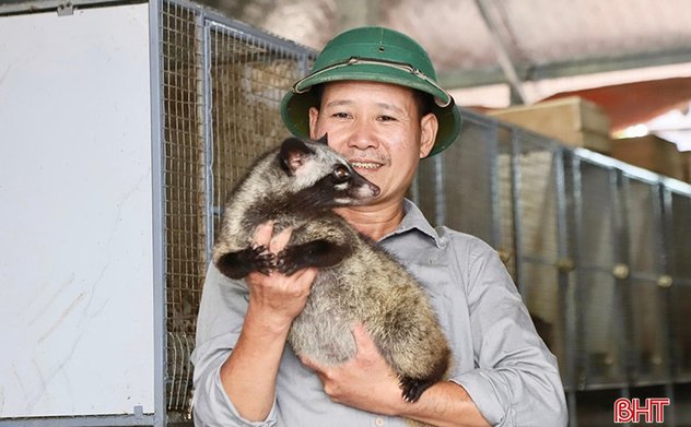 Liên kết nuôi chồn hương giúp người dân Đức Thọ nâng cao thu nhập