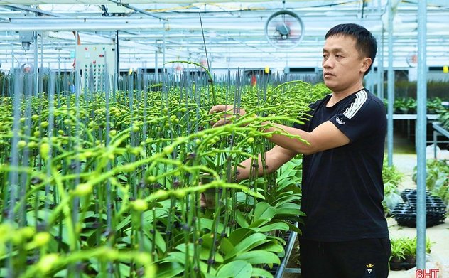 Sớm có chính sách nhân rộng mô hình trồng lan công nghệ cao tại Hà Tĩnh