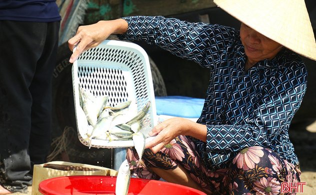 Trúng đậm cá bạc má, ngư dân thu tiền triệu mỗi chuyến ra khơi