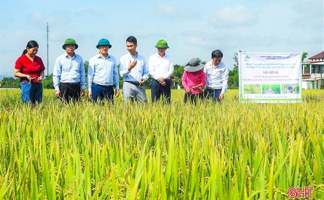 Hà Tĩnh nhân rộng mô hình lúa tưới khô – ướt xen kẽ, hướng đến 5.000 ha vụ xuân 2026